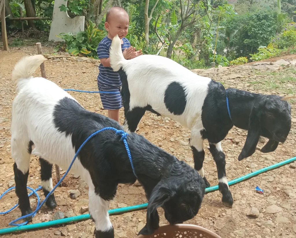 Mimpi Anak Desa: Terbang Bersama Kambing